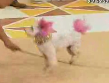 Jump Rope Doggies!